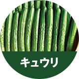 キュウリ