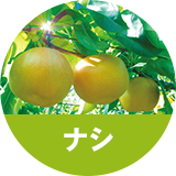 ナシ