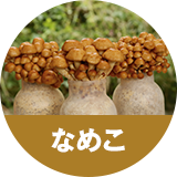 なめこ
