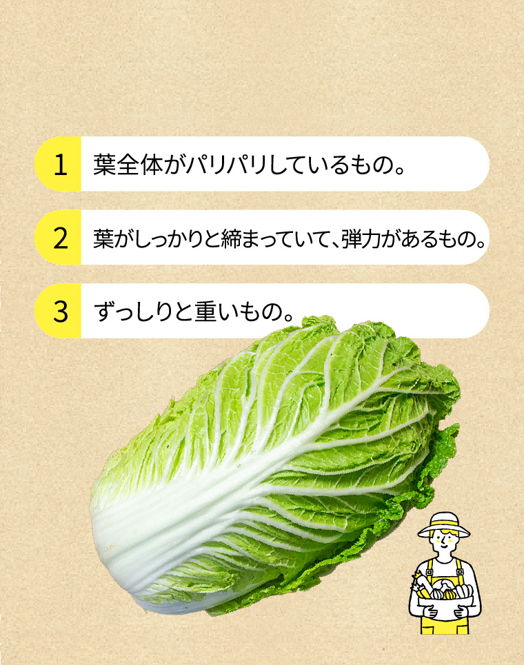 おいしい白菜の選び方