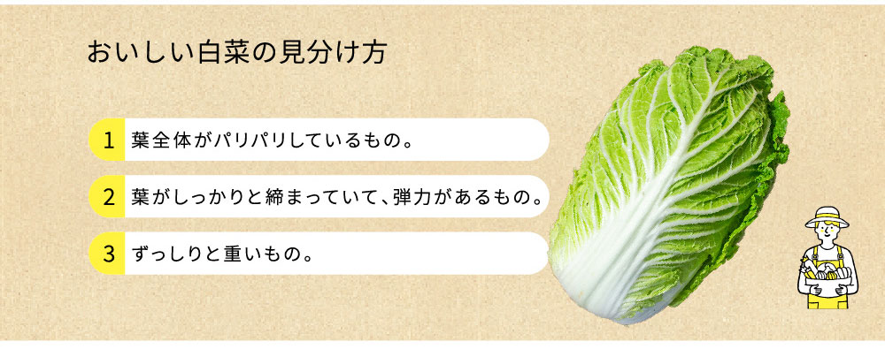おいしい白菜の選び方